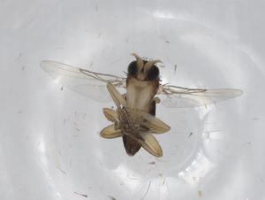  ( - BIOUG70088-E11)  @11 [ ] CreativeCommons - Attribution (2021) Centre for Biodiversity Genomics Centre for Biodiversity Genomics