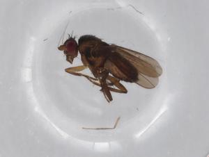  (Sclerocoelus nitidistylus - BIOUG70910-D05)  @11 [ ] CreativeCommons - Attribution (2021) Centre for Biodiversity Genomics Centre for Biodiversity Genomics