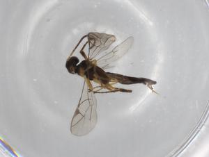  ( - BIOUG71025-A09)  @11 [ ] CreativeCommons - Attribution (2021) Centre for Biodiversity Genomics Centre for Biodiversity Genomics