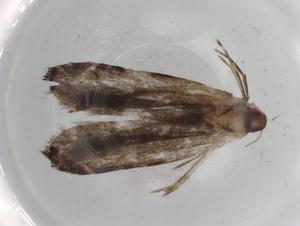  (geleBioLep01 BioLep5251 - BIOUG71034-A02)  @11 [ ] CreativeCommons - Attribution (2021) Centre for Biodiversity Genomics Centre for Biodiversity Genomics