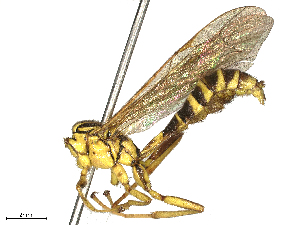  (Dolichomitus Malaise0199 - BIOUG63994-B09)  @11 [ ] CreativeCommons - Attribution Share - Alike (2025) CBG Photography Group Centre for Biodiversity Genomics