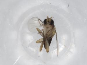  ( - BIOUG70975-G12)  @11 [ ] CreativeCommons - Attribution (2021) Centre for Biodiversity Genomics Centre for Biodiversity Genomics