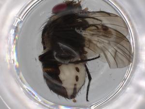  ( - BIOUG71133-A01)  @11 [ ] CreativeCommons - Attribution (2021) Centre for Biodiversity Genomics Centre for Biodiversity Genomics