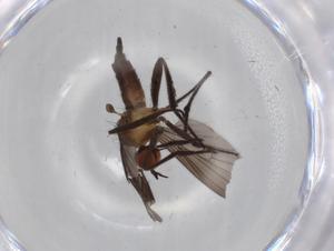  ( - BIOUG71160-B05)  @11 [ ] CreativeCommons - Attribution (2021) Centre for Biodiversity Genomics Centre for Biodiversity Genomics