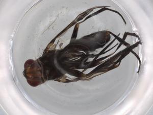  ( - BIOUG71901-E01)  @11 [ ] CreativeCommons - Attribution (2021) Centre for Biodiversity Genomics Centre for Biodiversity Genomics