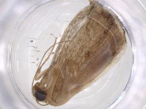  ( - CBG-A35564-H08)  @11 [ ] CreativeCommons - Attribution Share - Alike (2024) Centre for Biodiversity Genomics Centre for Biodiversity Genomics