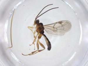  ( - CBG-A35566-E10)  @11 [ ] CreativeCommons - Attribution Share - Alike (2024) Centre for Biodiversity Genomics Centre for Biodiversity Genomics