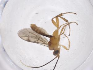  ( - CBG-A35578-A11)  @11 [ ] CreativeCommons - Attribution Share - Alike (2024) Centre for Biodiversity Genomics Centre for Biodiversity Genomics