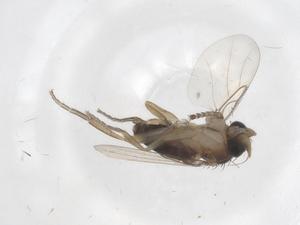  ( - CBG-A35588-E10)  @11 [ ] CreativeCommons - Attribution Share - Alike (2024) Centre for Biodiversity Genomics Centre for Biodiversity Genomics