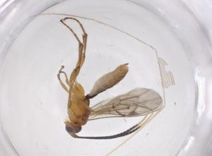  ( - CBG-A35591-B12)  @11 [ ] CreativeCommons - Attribution Share - Alike (2024) Centre for Biodiversity Genomics Centre for Biodiversity Genomics