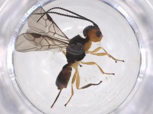  ( - CBG-A35591-F12)  @11 [ ] CreativeCommons - Attribution Share - Alike (2024) Centre for Biodiversity Genomics Centre for Biodiversity Genomics