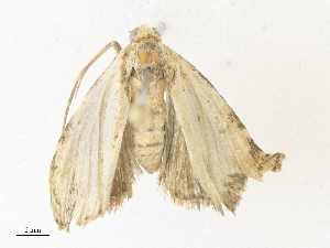  ( - CBG-A36831-C08)  @11 [ ] CreativeCommons - Attribution Share - Alike (2024) CBG Photography Group Centre for Biodiversity Genomics