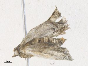  ( - CBG-A36831-F03)  @11 [ ] CreativeCommons - Attribution Share - Alike (2024) CBG Photography Group Centre for Biodiversity Genomics