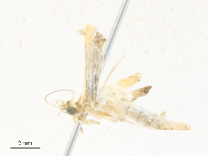  (geoMalaise01 Malaise4581 - CBG-A36832-A01)  @11 [ ] CreativeCommons - Attribution Share - Alike (2024) CBG Photography Group Centre for Biodiversity Genomics