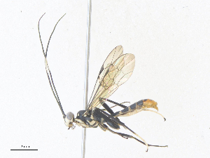  ( - CBG-A36832-D10)  @11 [ ] CreativeCommons - Attribution Share - Alike (2024) CBG Photography Group Centre for Biodiversity Genomics