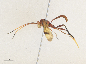  ( - CBG-A36835-E06)  @11 [ ] CreativeCommons - Attribution Share - Alike (2024) CBG Photography Group Centre for Biodiversity Genomics