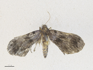  (Nicetas Malaise9042 - CBG-A36835-F02)  @11 [ ] CreativeCommons - Attribution Share - Alike (2024) CBG Photography Group Centre for Biodiversity Genomics