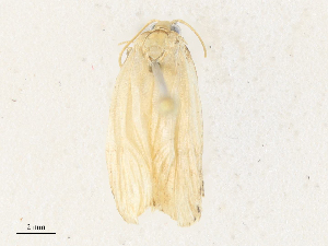  ( - CBG-A36836-D03)  @11 [ ] CreativeCommons - Attribution Share - Alike (2024) CBG Photography Group Centre for Biodiversity Genomics