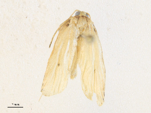  ( - CBG-A36836-H02)  @11 [ ] CreativeCommons - Attribution Share - Alike (2024) CBG Photography Group Centre for Biodiversity Genomics