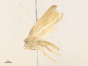  ( - CBG-A36836-H03)  @11 [ ] CreativeCommons - Attribution Share - Alike (2024) CBG Photography Group Centre for Biodiversity Genomics