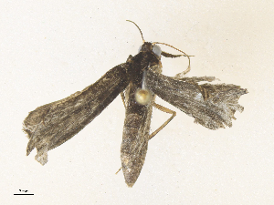  ( - CBG-A36836-H09)  @11 [ ] CreativeCommons - Attribution Share - Alike (2024) CBG Photography Group Centre for Biodiversity Genomics