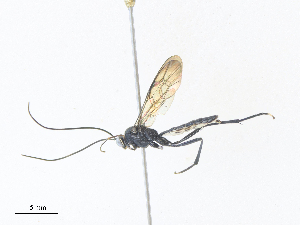  ( - CBG-A36837-A10)  @11 [ ] CreativeCommons - Attribution Share - Alike (2024) CBG Photography Group Centre for Biodiversity Genomics