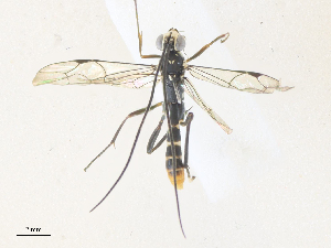  ( - CBG-A36839-E06)  @11 [ ] CreativeCommons - Attribution Share - Alike (2024) CBG Photography Group Centre for Biodiversity Genomics