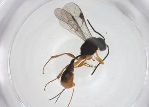  ( - CBG-A37519-D07)  @11 [ ] CreativeCommons - Attribution Share - Alike (2024) Centre for Biodiversity Genomics Centre for Biodiversity Genomics