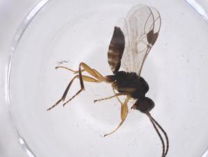  ( - CBG-A37523-C06)  @11 [ ] CreativeCommons - Attribution Share - Alike (2024) Centre for Biodiversity Genomics Centre for Biodiversity Genomics