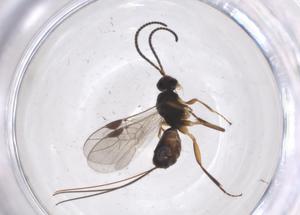  ( - CBG-A37523-H02)  @11 [ ] CreativeCommons - Attribution Share - Alike (2024) Centre for Biodiversity Genomics Centre for Biodiversity Genomics