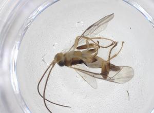  ( - CBG-A37573-F11)  @11 [ ] CreativeCommons - Attribution Share - Alike (2024) Centre for Biodiversity Genomics Centre for Biodiversity Genomics