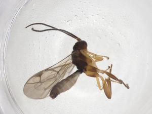  ( - CBG-A37573-H02)  @11 [ ] CreativeCommons - Attribution Share - Alike (2024) Centre for Biodiversity Genomics Centre for Biodiversity Genomics