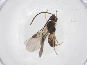  ( - CBG-A37581-D03)  @11 [ ] CreativeCommons - Attribution Share - Alike (2024) Centre for Biodiversity Genomics Centre for Biodiversity Genomics