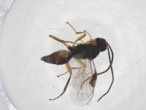  ( - CBG-A37596-F03)  @11 [ ] CreativeCommons - Attribution Share - Alike (2024) Centre for Biodiversity Genomics Centre for Biodiversity Genomics