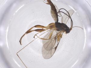  ( - CBG-A38313-D10)  @11 [ ] CreativeCommons - Attribution Share - Alike (2024) Centre for Biodiversity Genomics Centre for Biodiversity Genomics