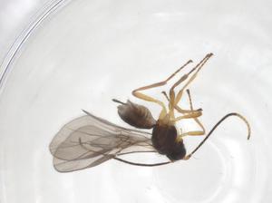  ( - CBG-A38341-H02)  @11 [ ] CreativeCommons - Attribution Share - Alike (2024) Centre for Biodiversity Genomics Centre for Biodiversity Genomics