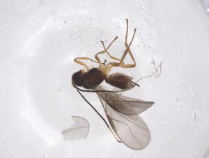  ( - CBG-A38342-B10)  @11 [ ] CreativeCommons - Attribution Share - Alike (2024) Centre for Biodiversity Genomics Centre for Biodiversity Genomics