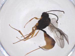  ( - CBG-A38379-E08)  @11 [ ] CreativeCommons - Attribution Share - Alike (2024) Centre for Biodiversity Genomics Centre for Biodiversity Genomics