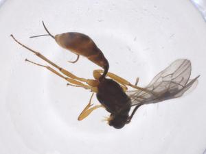  ( - CBG-A38387-D03)  @11 [ ] CreativeCommons - Attribution Share - Alike (2024) Centre for Biodiversity Genomics Centre for Biodiversity Genomics