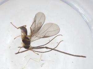  ( - CBG-A38571-C04)  @11 [ ] CreativeCommons - Attribution Share - Alike (2024) Centre for Biodiversity Genomics Centre for Biodiversity Genomics