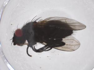  (Phytomyptera Malaise0586 - CBG-A38858-G08)  @11 [ ] CreativeCommons - Attribution Share - Alike (2024) Centre for Biodiversity Genomics Centre for Biodiversity Genomics