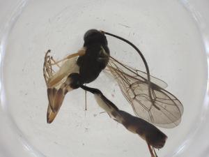  ( - CBG-A38860-C11)  @11 [ ] CreativeCommons - Attribution Share - Alike (2024) Centre for Biodiversity Genomics Centre for Biodiversity Genomics