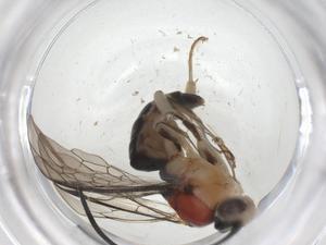  ( - CBG-A38860-E01)  @11 [ ] CreativeCommons - Attribution Share - Alike (2024) Centre for Biodiversity Genomics Centre for Biodiversity Genomics