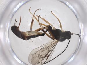  ( - CBG-A38861-E04)  @11 [ ] CreativeCommons - Attribution Share - Alike (2024) Centre for Biodiversity Genomics Centre for Biodiversity Genomics