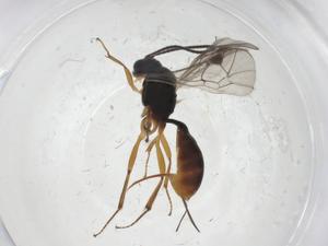  ( - CBG-A38863-A01)  @11 [ ] CreativeCommons - Attribution Share - Alike (2024) Centre for Biodiversity Genomics Centre for Biodiversity Genomics