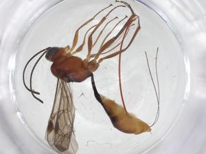  ( - CBG-A38863-G12)  @11 [ ] CreativeCommons - Attribution Share - Alike (2024) Centre for Biodiversity Genomics Centre for Biodiversity Genomics