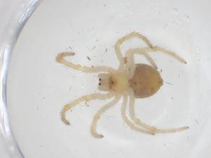  ( - CBG-A38865-E05)  @11 [ ] CreativeCommons - Attribution Share - Alike (2024) Centre for Biodiversity Genomics Centre for Biodiversity Genomics