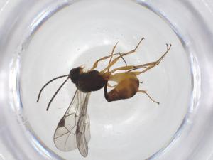  ( - CBG-A38867-G08)  @11 [ ] CreativeCommons - Attribution Share - Alike (2024) Centre for Biodiversity Genomics Centre for Biodiversity Genomics