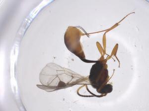  ( - CBG-A38869-D04)  @11 [ ] CreativeCommons - Attribution Share - Alike (2024) Centre for Biodiversity Genomics Centre for Biodiversity Genomics