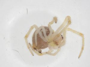  ( - CBG-A38870-B09)  @11 [ ] CreativeCommons - Attribution Share - Alike (2024) Centre for Biodiversity Genomics Centre for Biodiversity Genomics